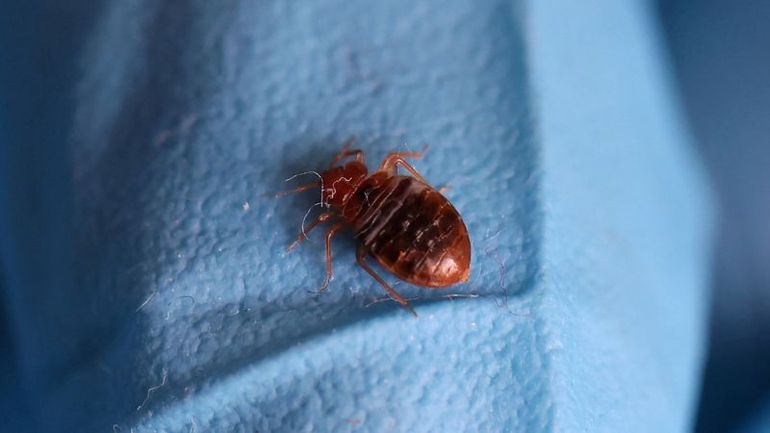 The Hidden Truth Behind Europe's Bedbug Epidemic: Everything You Need to Know