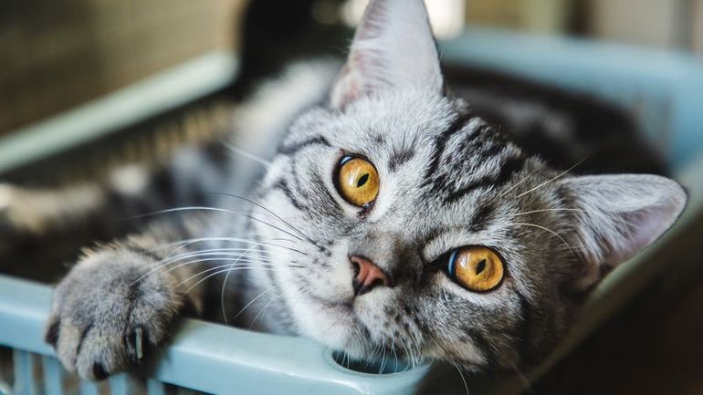 Study Reveals Cats Display 276 Distinct Facial Expressions