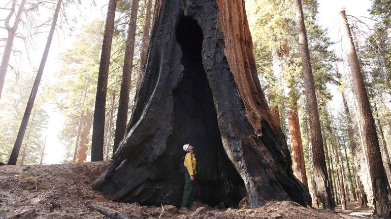 Understanding the Environmentalists' Lawsuit: Challenging the National Park Service's Tree Planting Initiatives