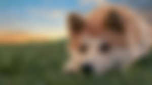 Shiba inu,Shiba,Resting head,Doge,Sunset,HD Wallpaper