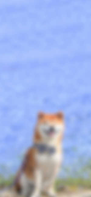 Akita,Dog,Smile,HD Wallpaper