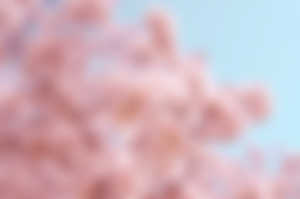 Spring,Pink,Blossom,HD Wallpaper