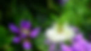 4k,Flowers,Plants,Purple,HD Wallpaper