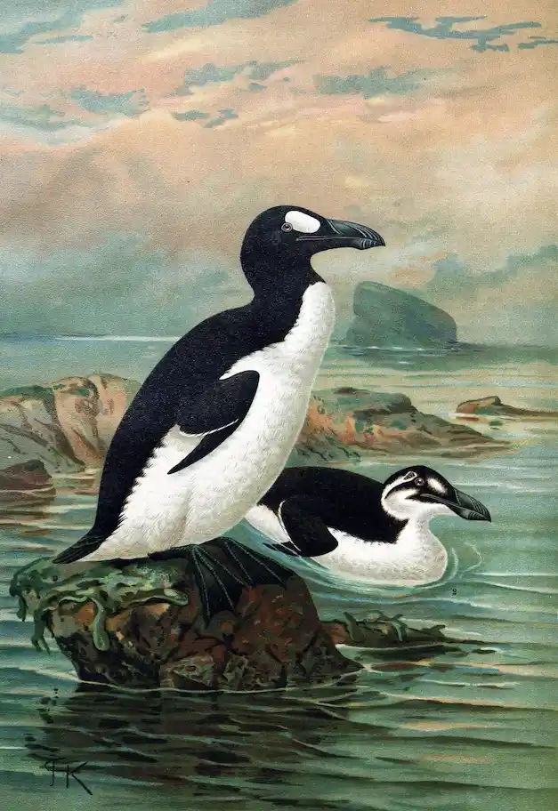Great Auk