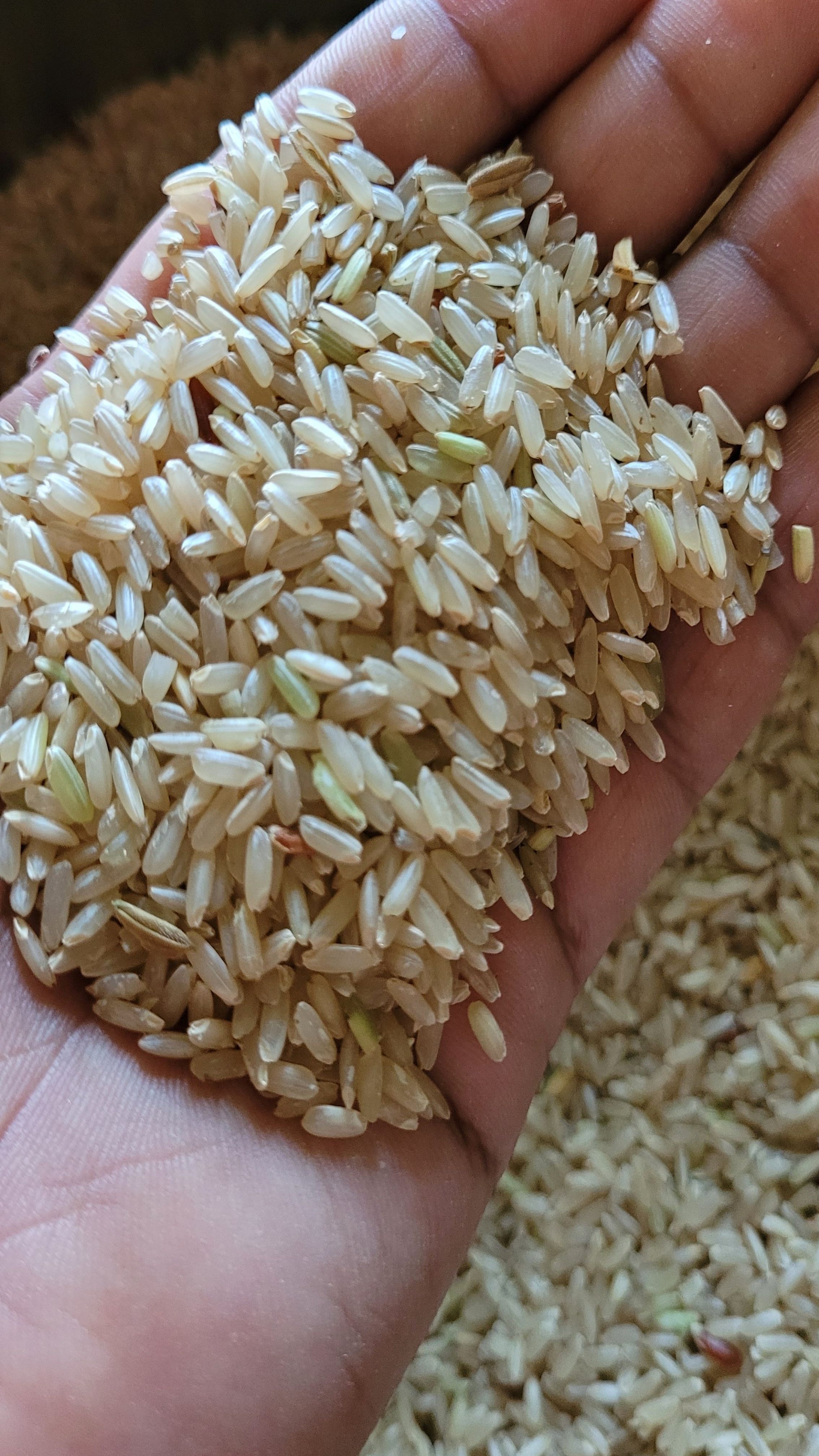 Unpolished (Brown) Rice (Ranjit)