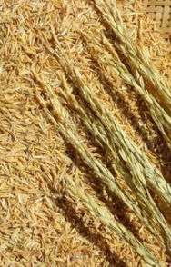Paddy HUSK (Faolia)