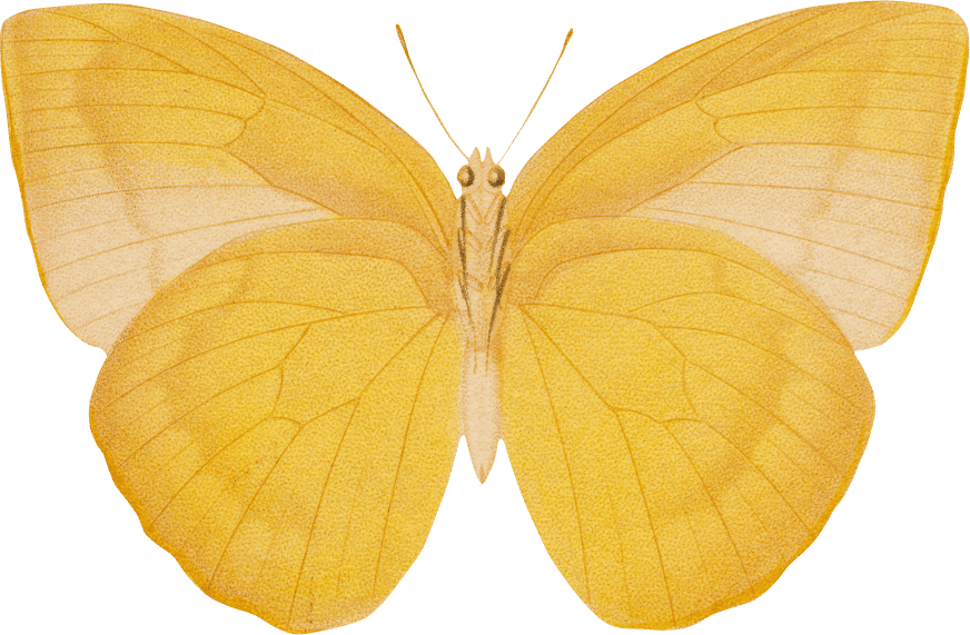 sweet yellow butterfly
