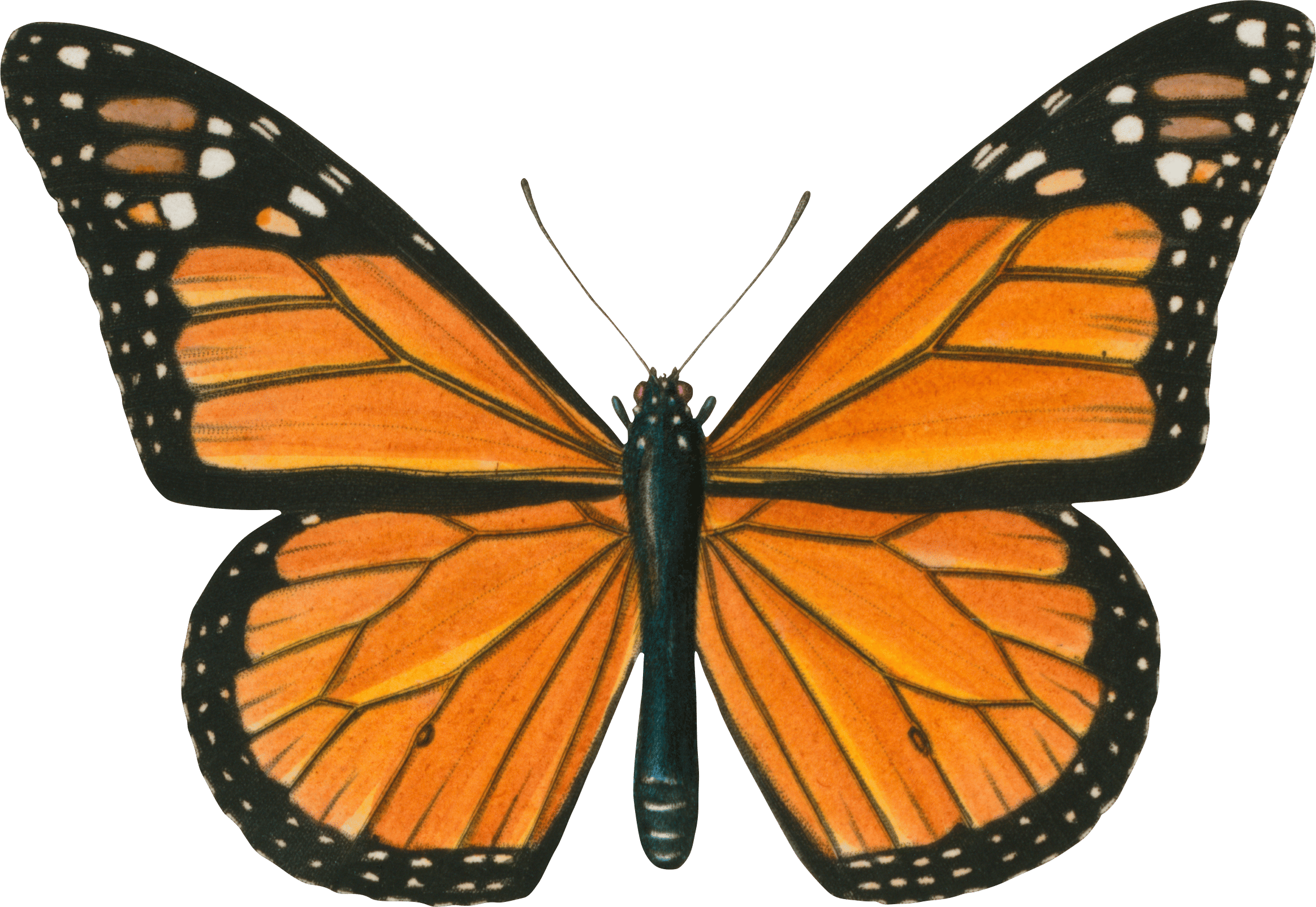 king butterfly