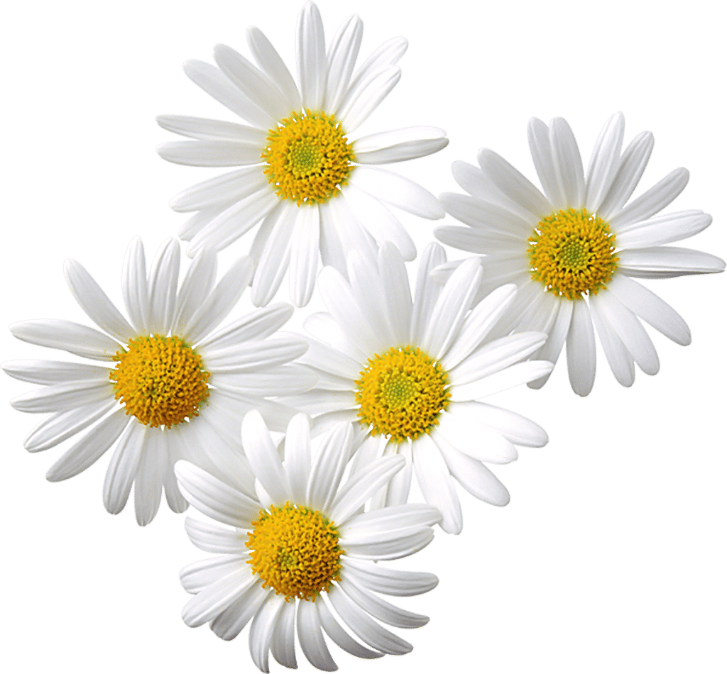 daisies