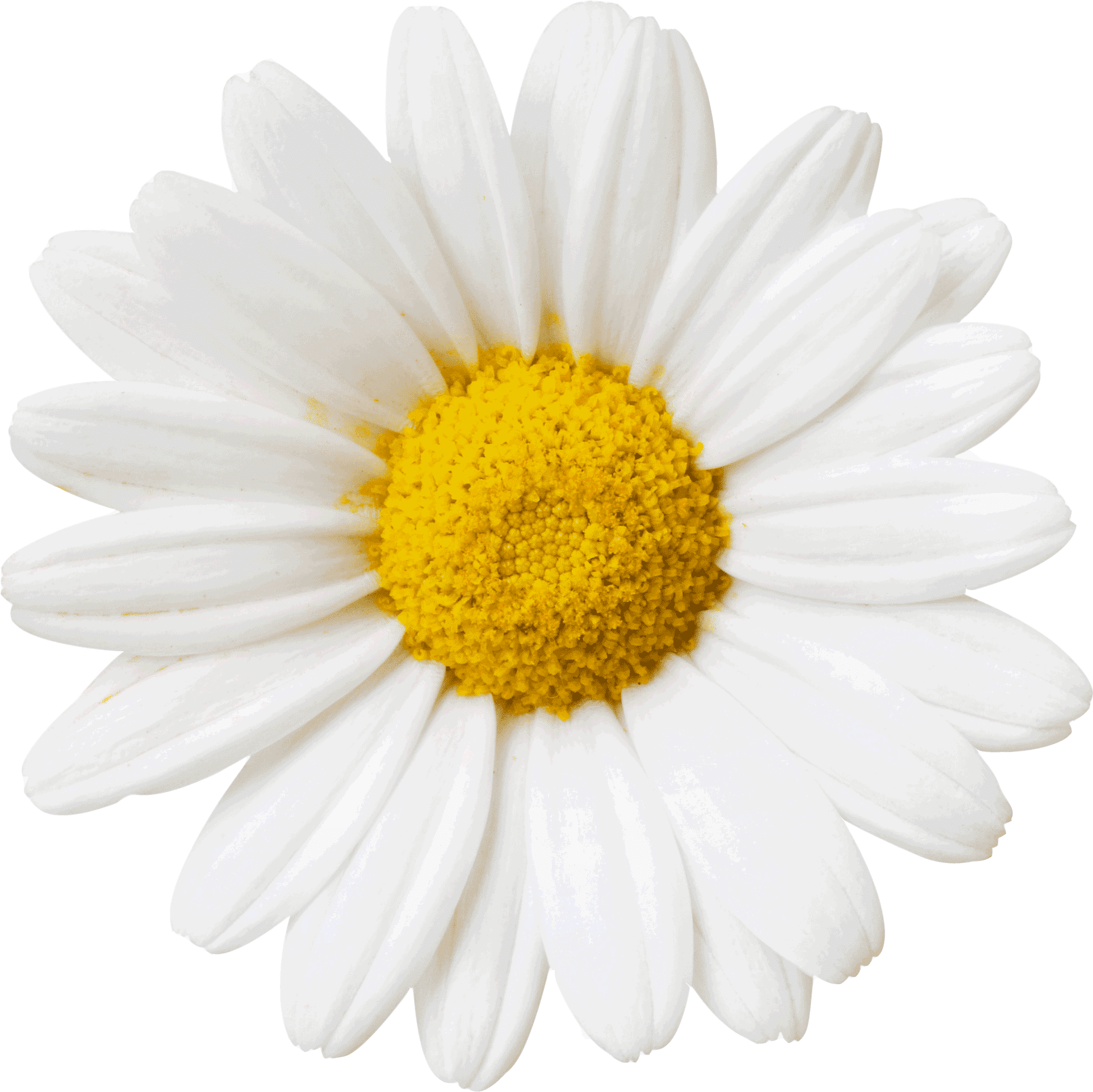 daisy