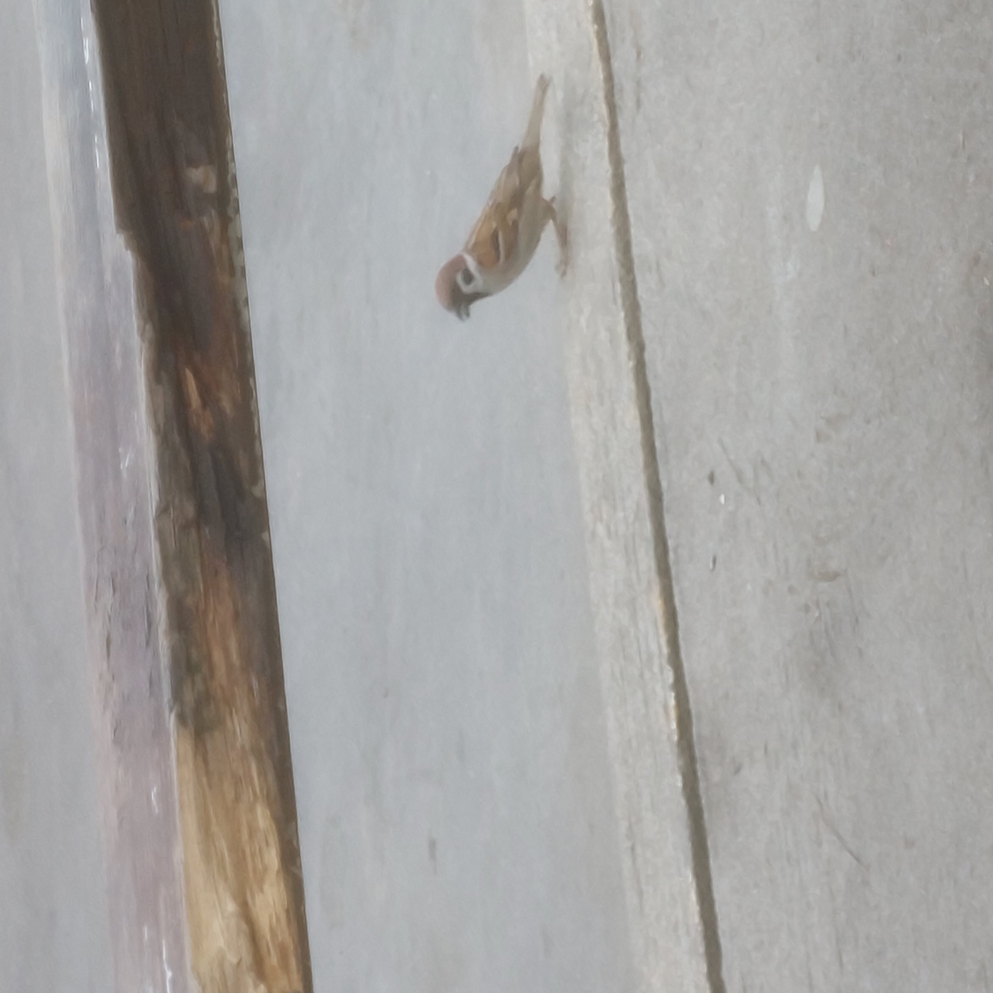 A brown bird.