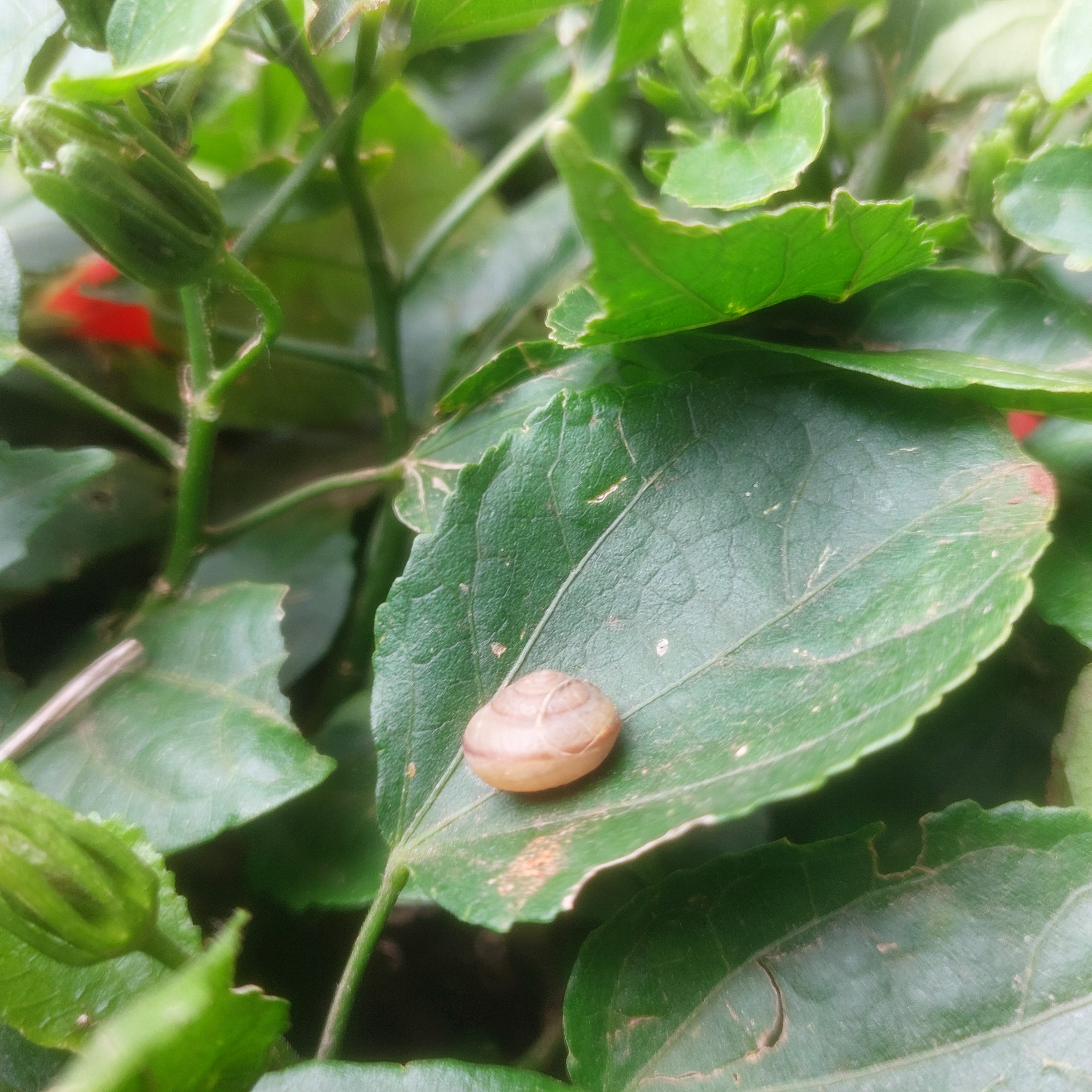 A snail on a leaf.