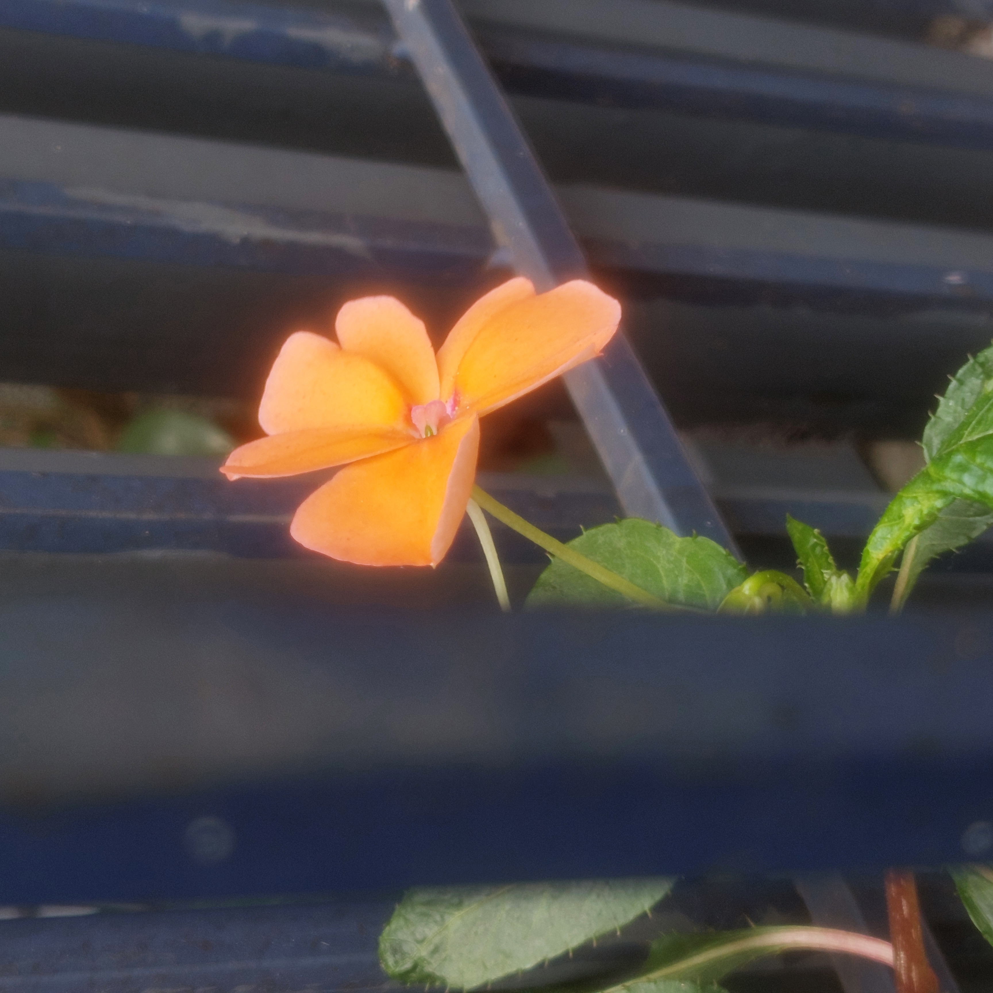 A yellow flower growing inside a steel fencing. The framing of the shot makes it seems like the flower is caged.