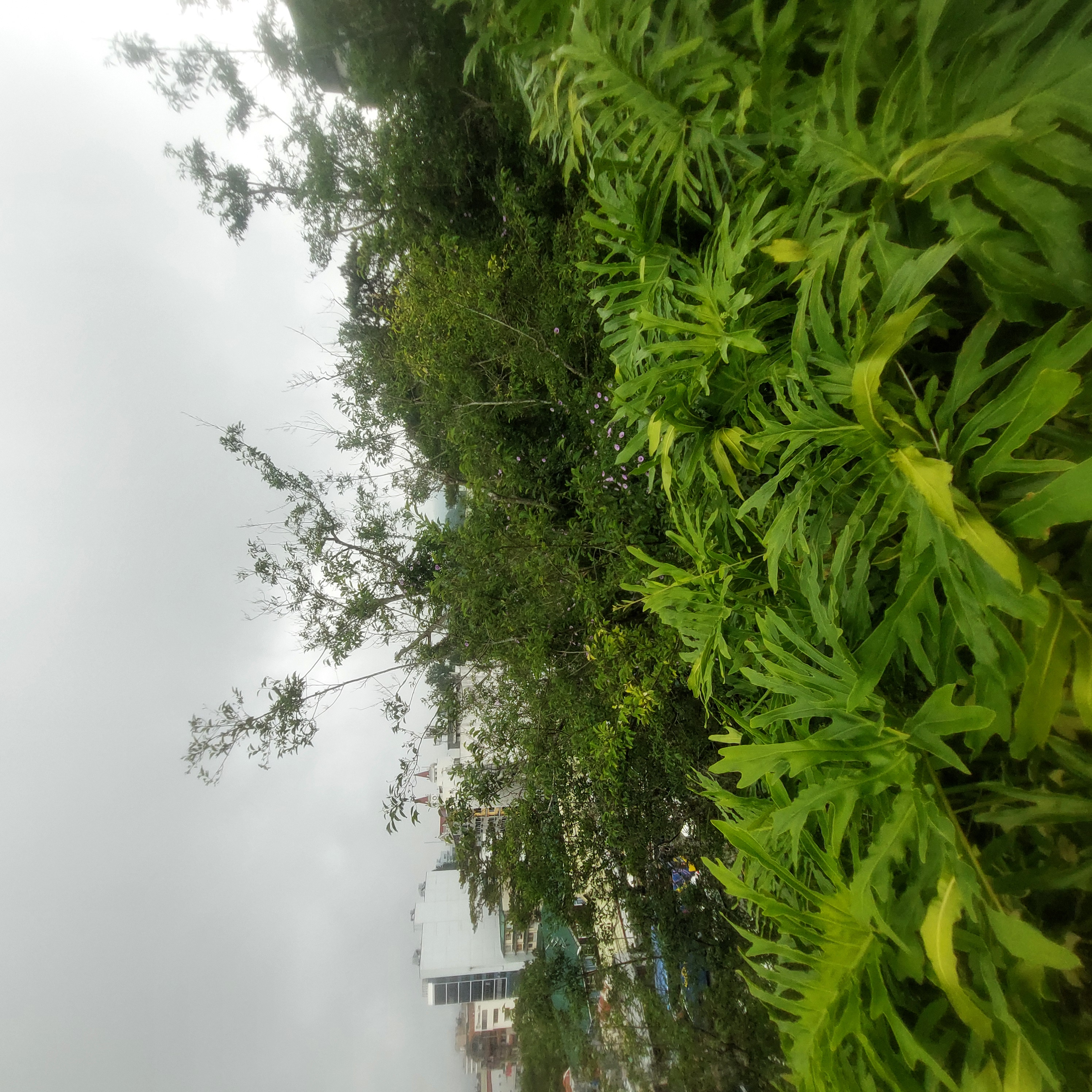 Leaves.