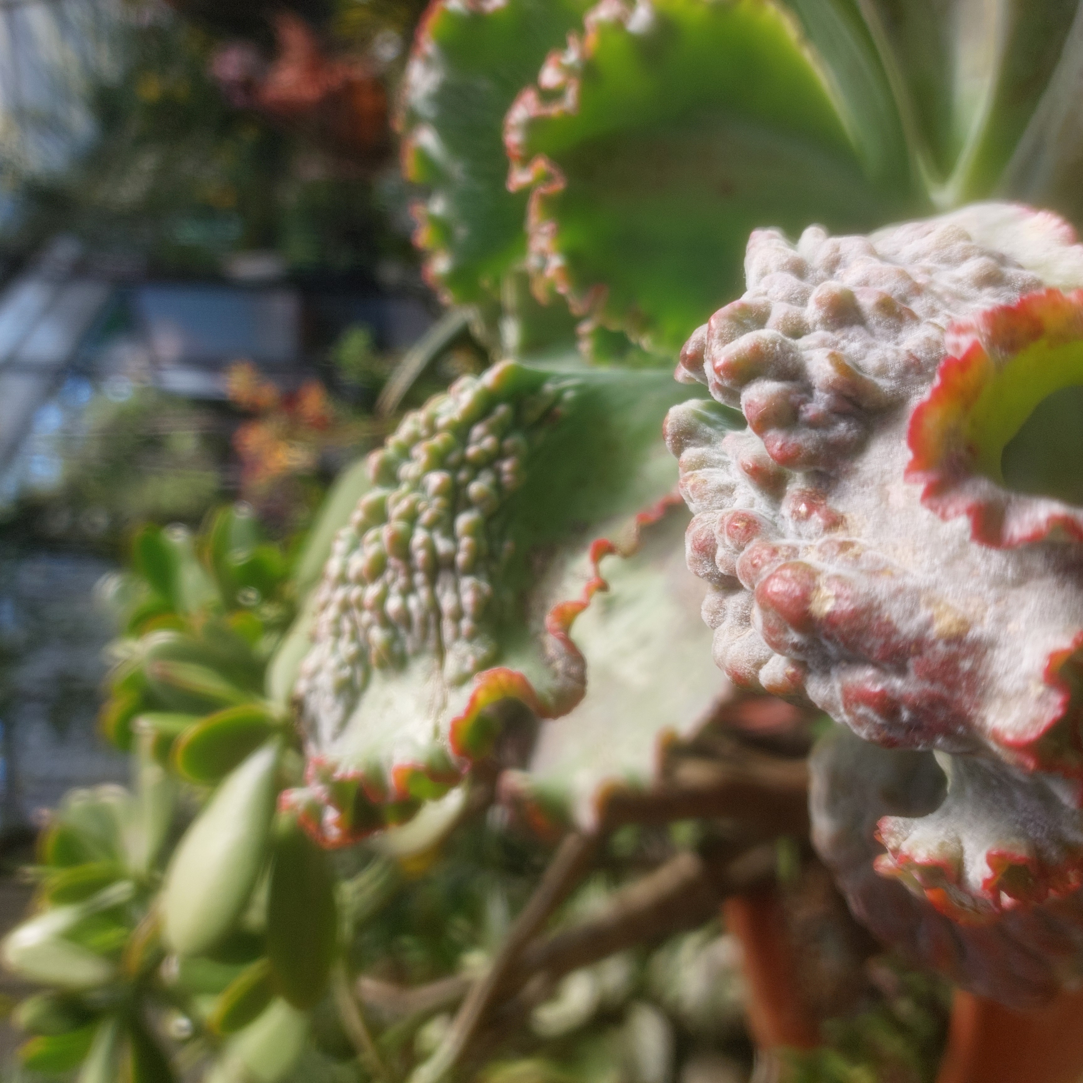 A succulent.
