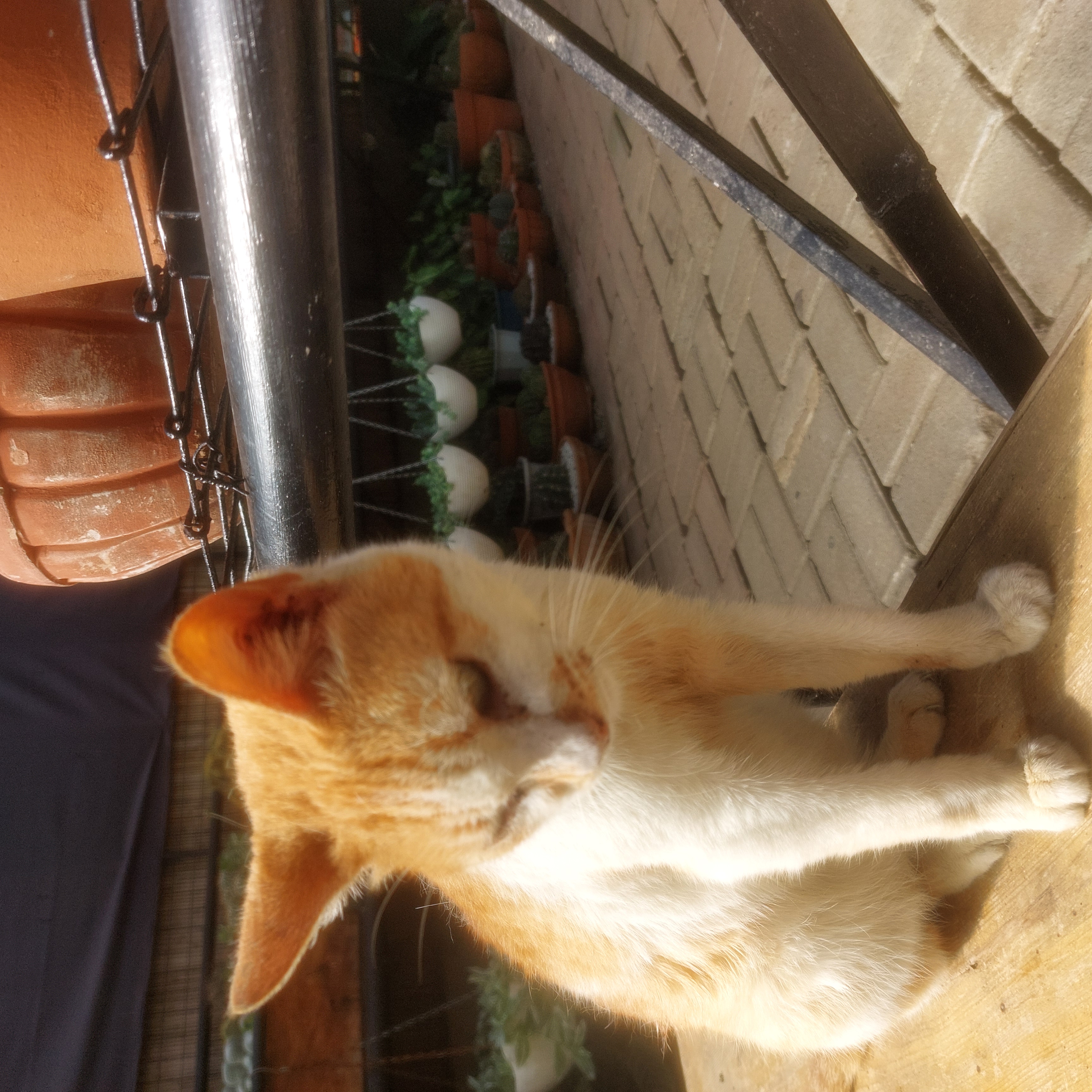 An orange cat.