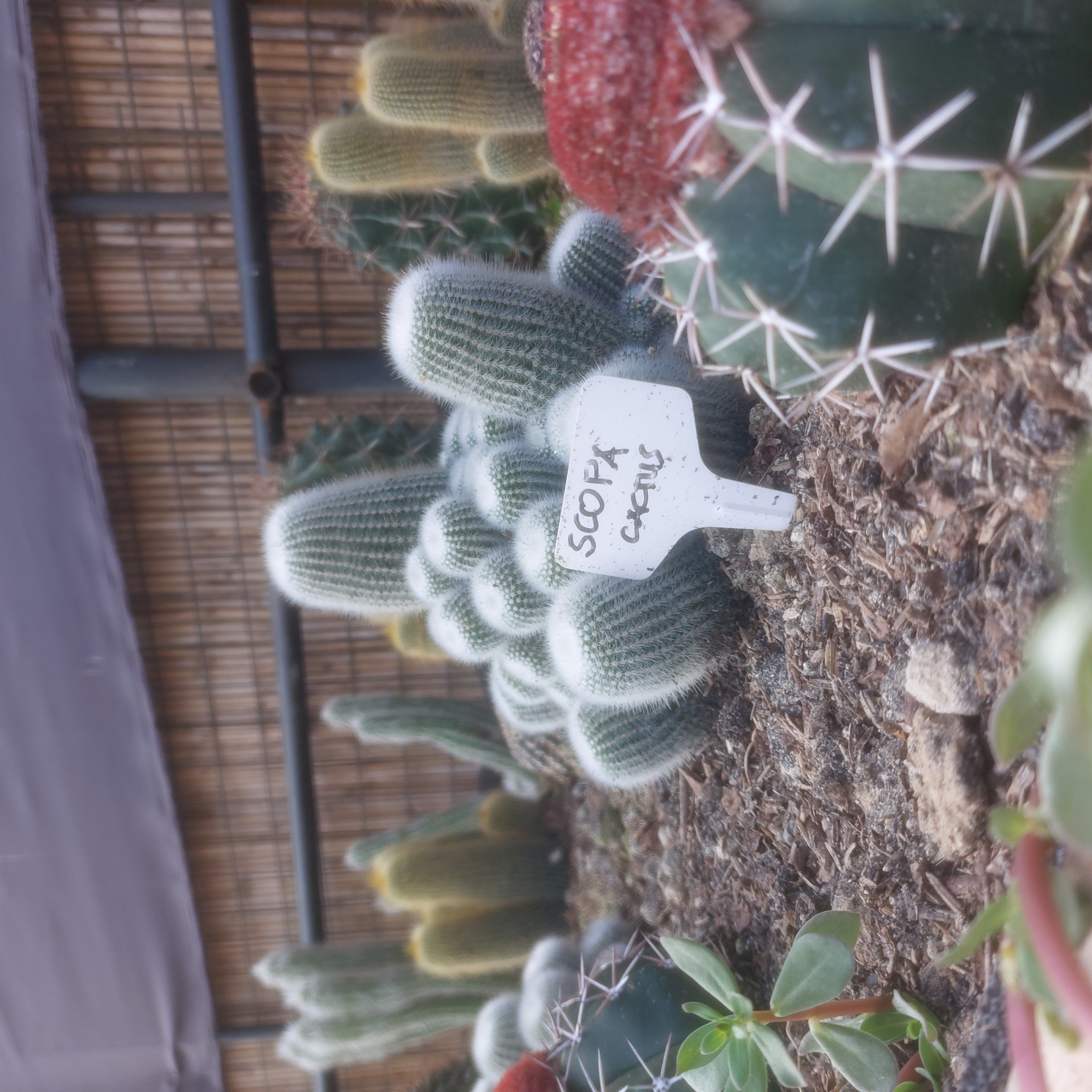 Scopa cactus.