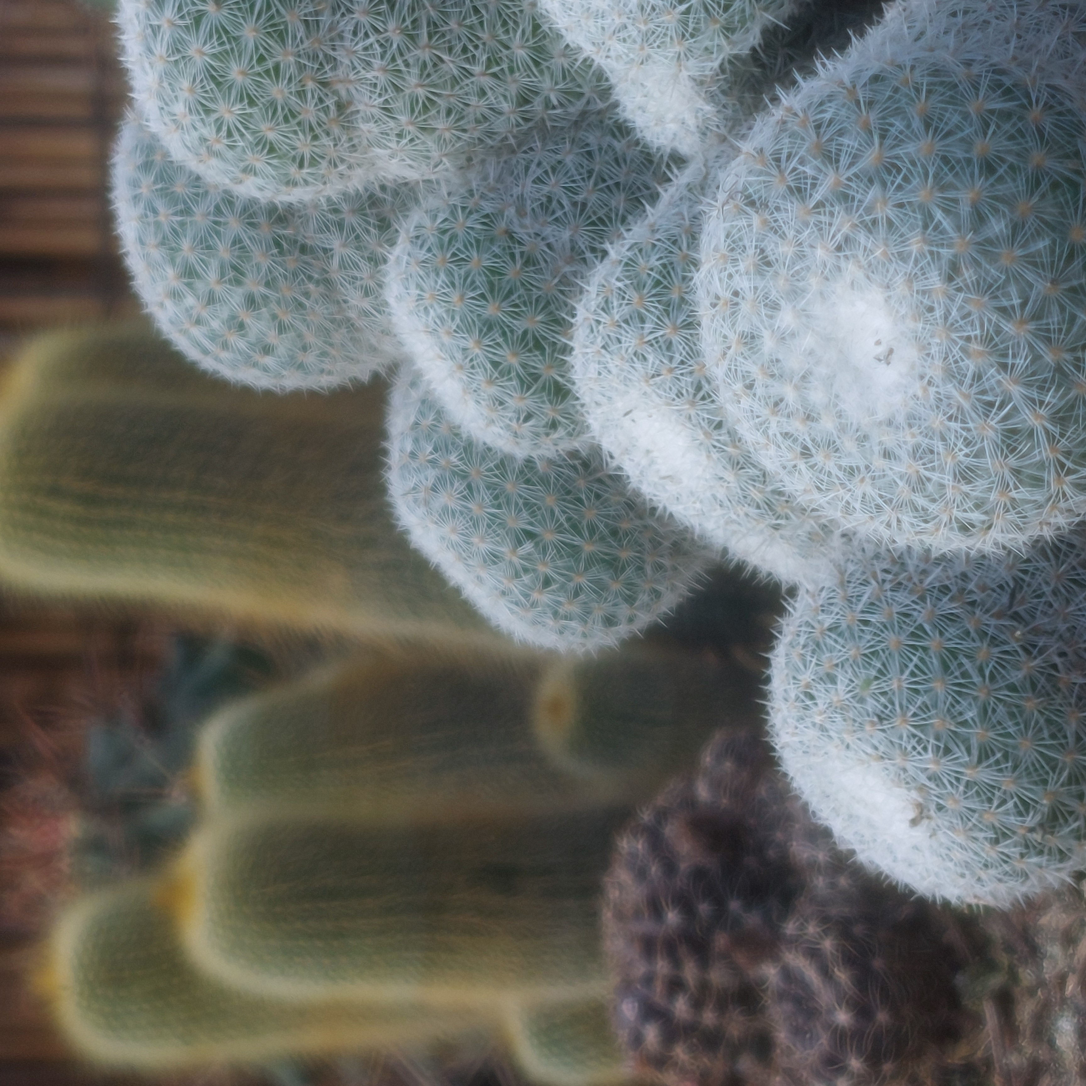 Cacti.