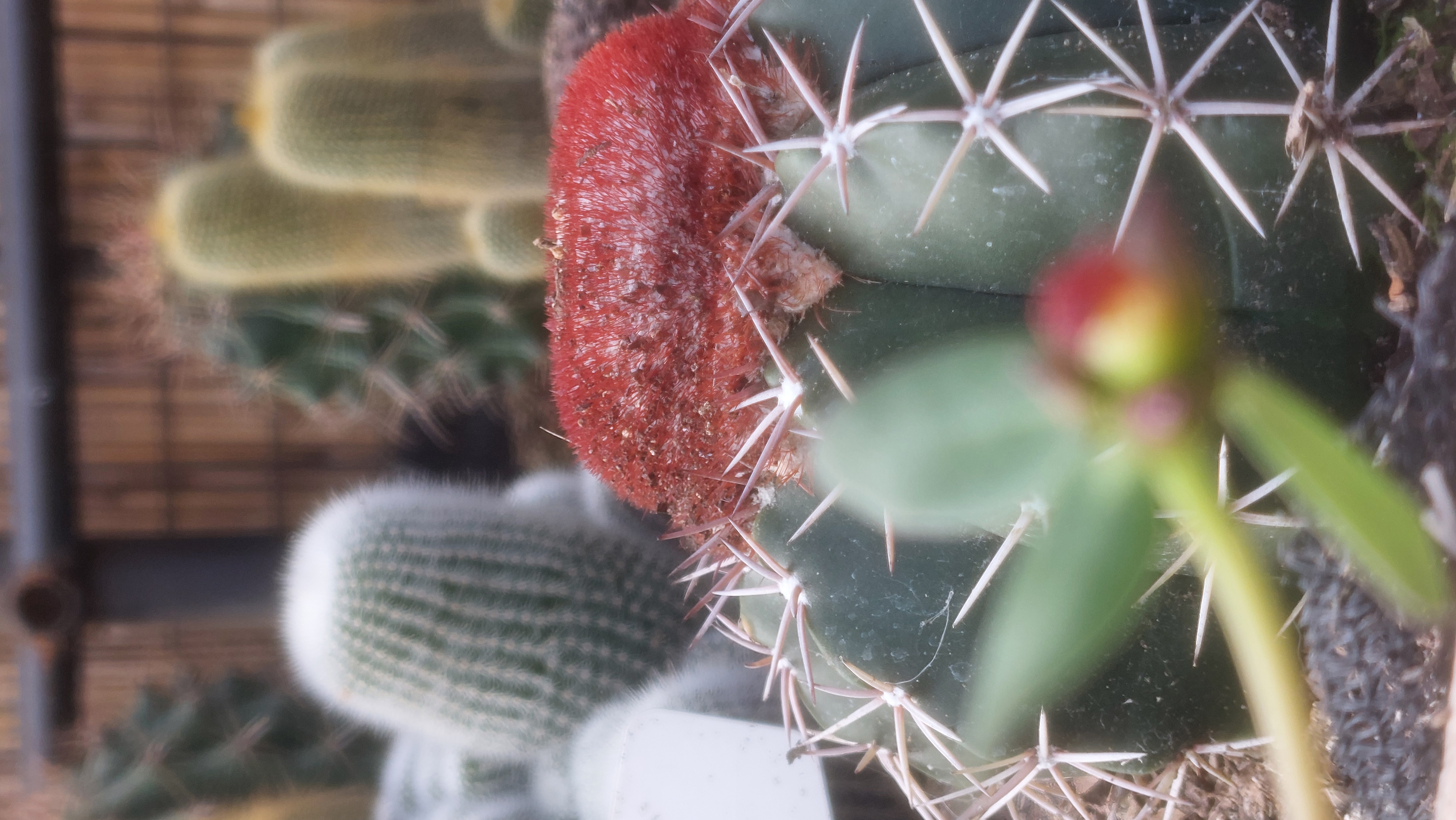 Cacti.