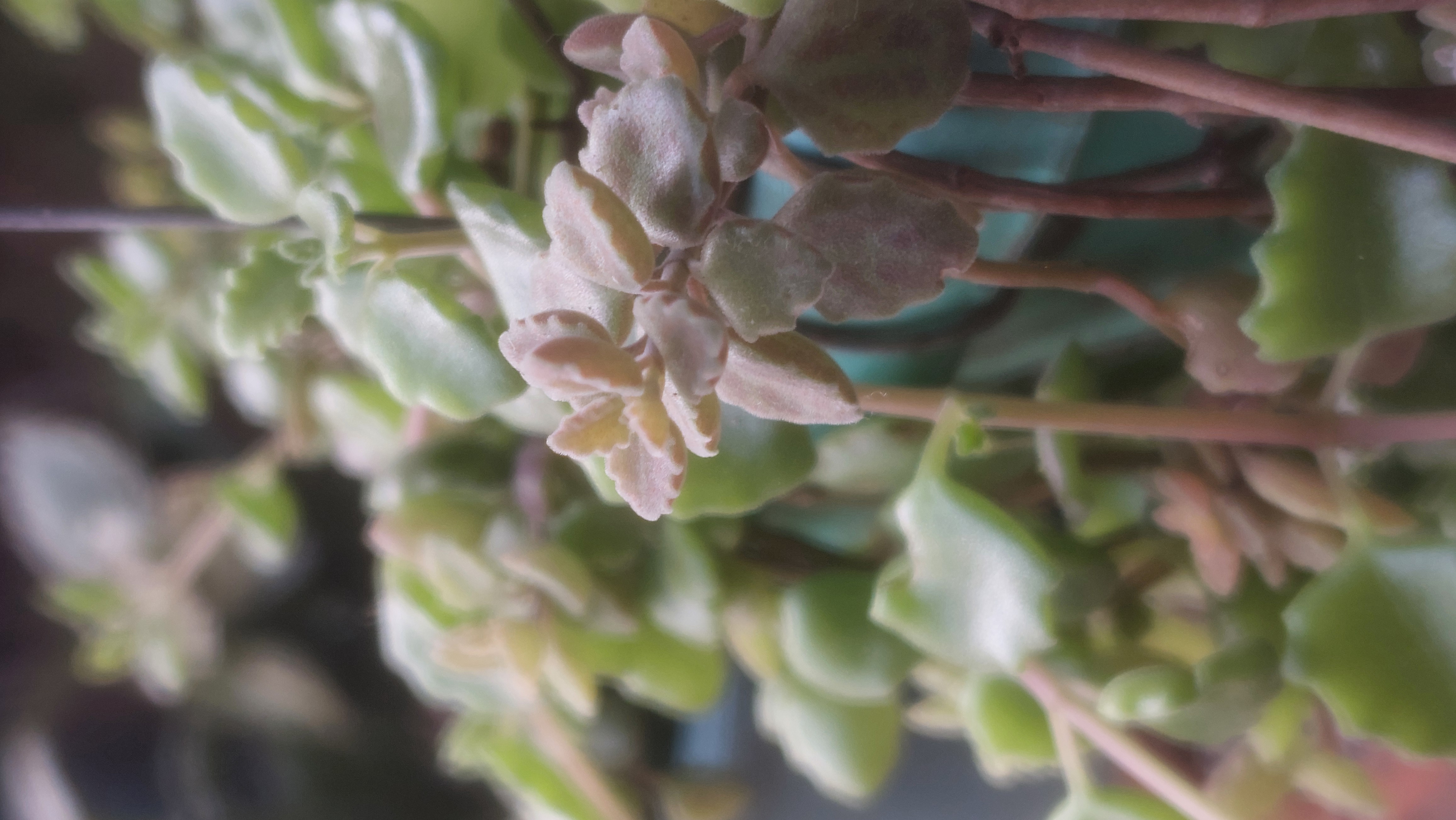 Succulents.