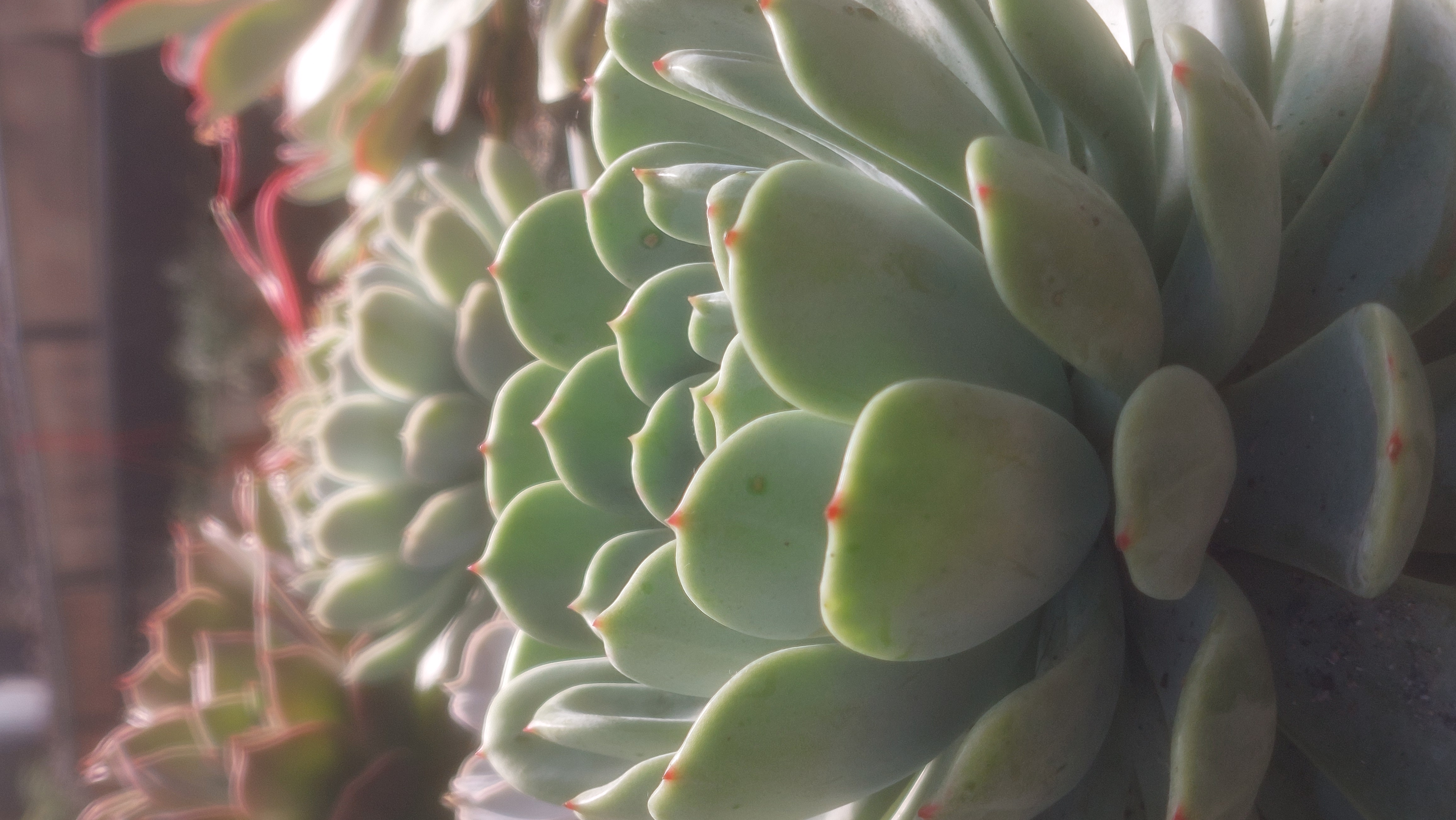 Succulents.