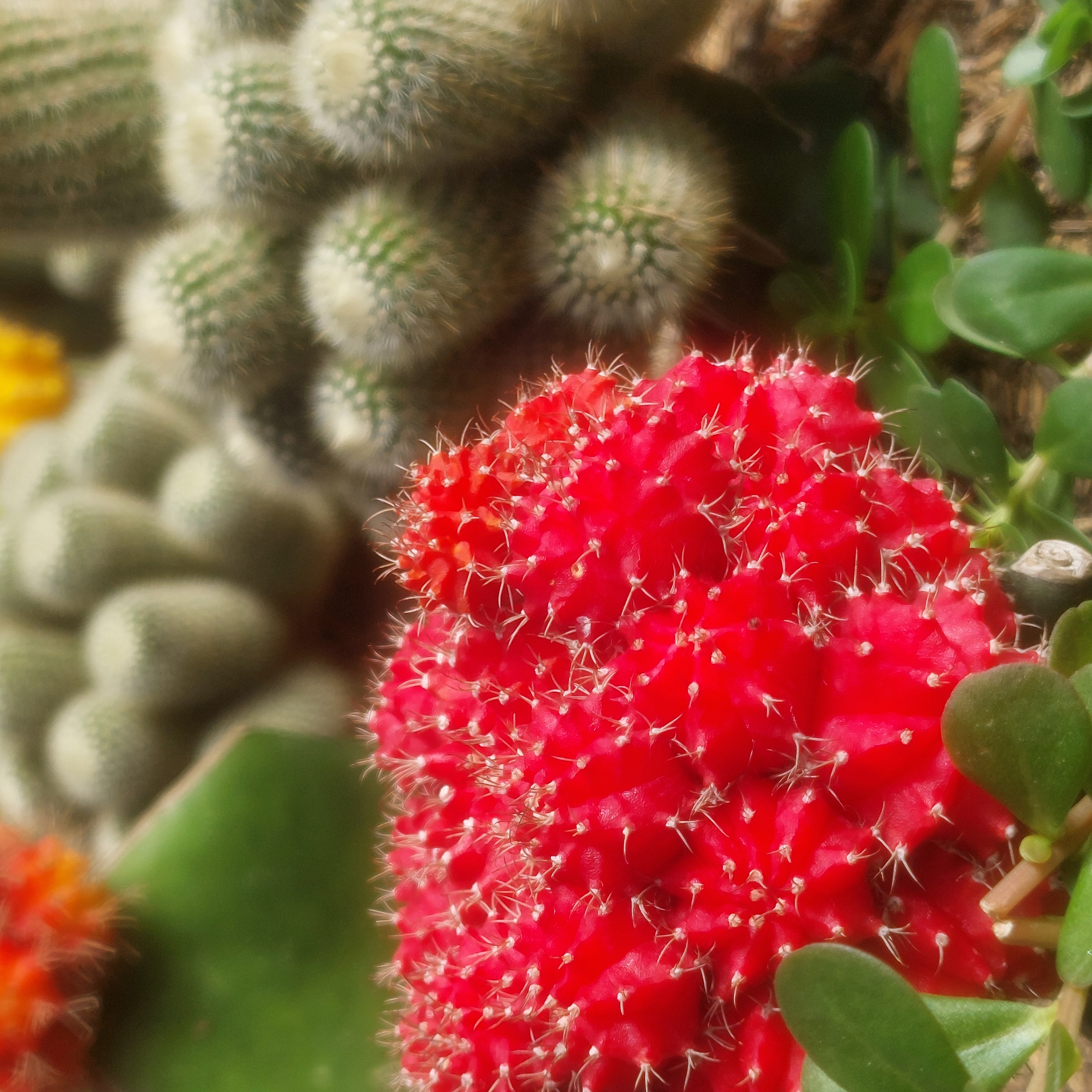 Vibrant red cacti