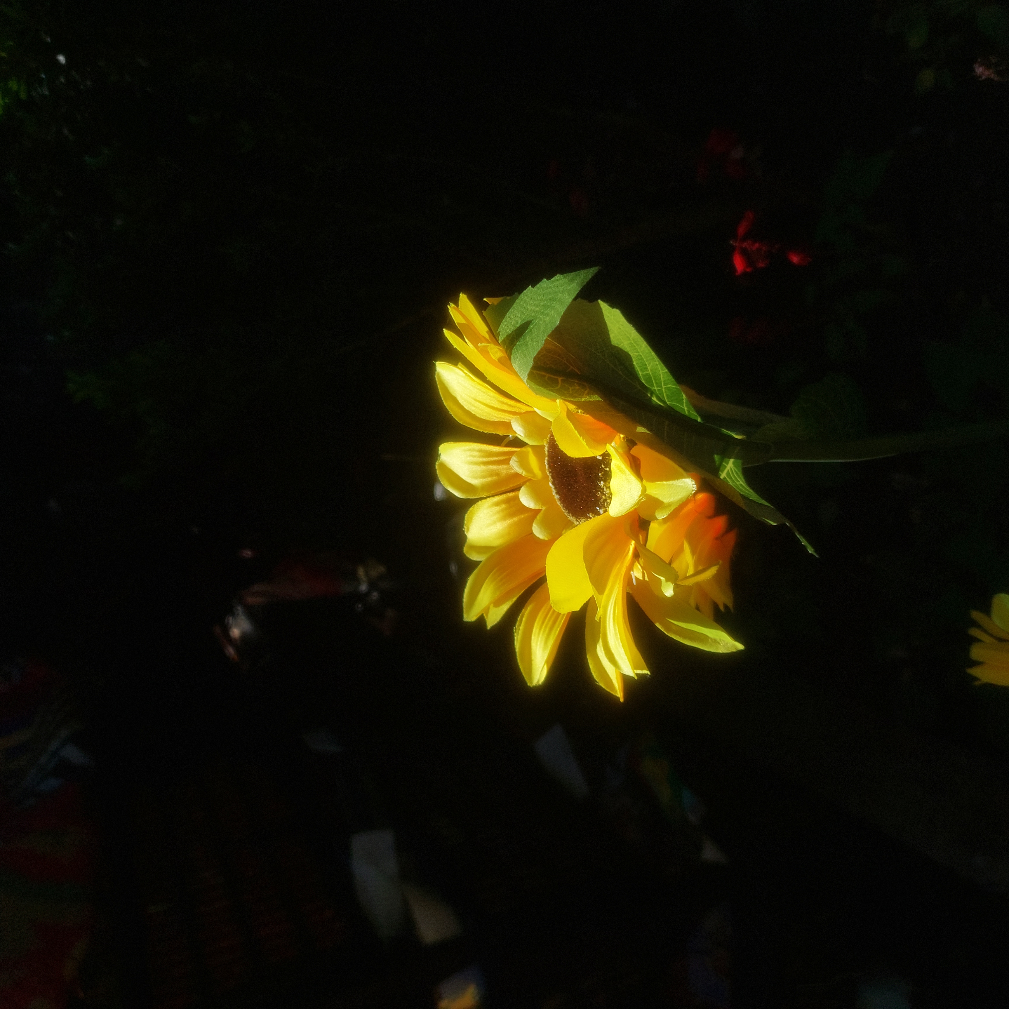 A fake sunflower. The sun shines only for it.