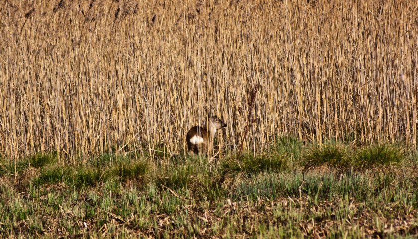 Junger Hirsch