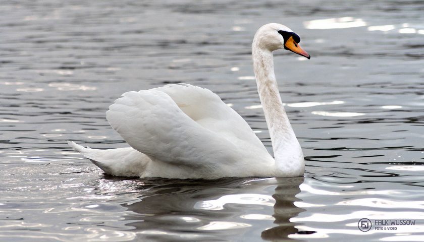 Rhein-Schwan