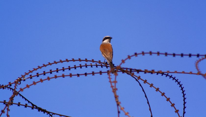 Kommt ein Vogel geflogen…