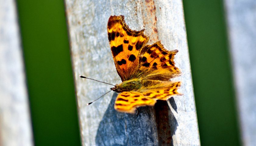 Schmetterling I