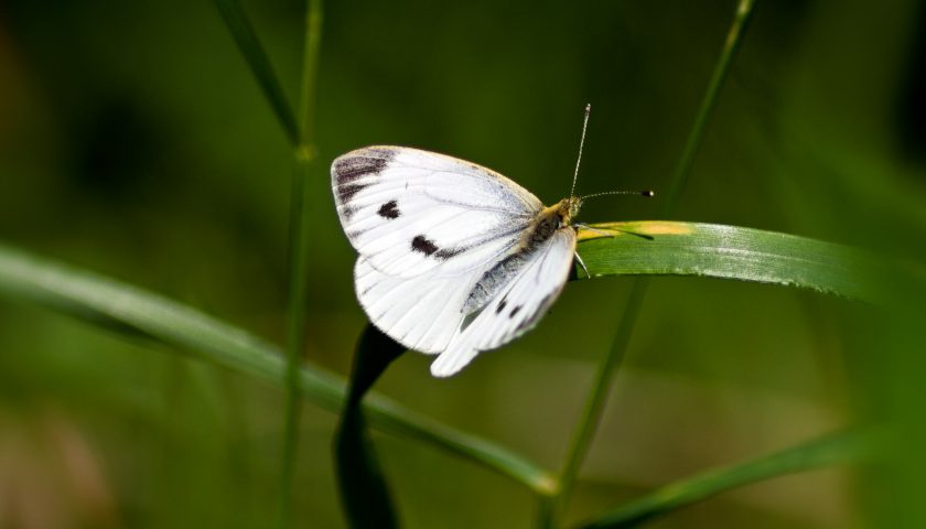 Schmetterling II