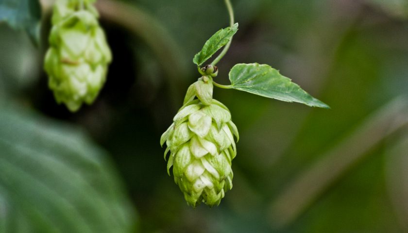 Hopfen oder so