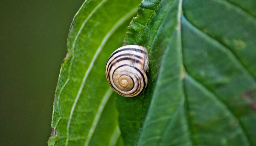 Schnecke