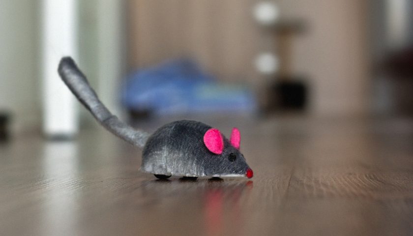 Maus