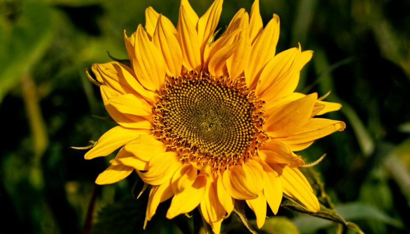 Sonnenblumenbaby
