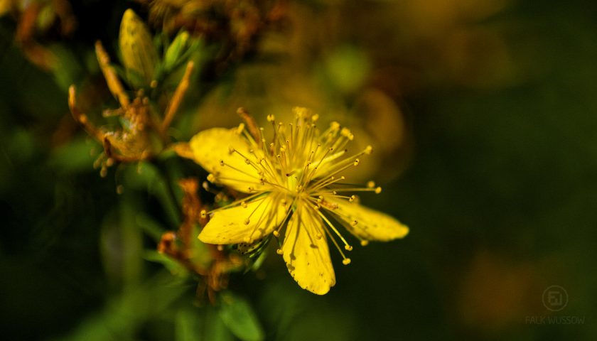 Blüte am Flughafen