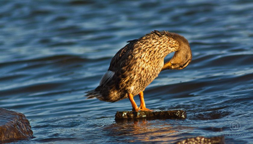 Ente am Rhein