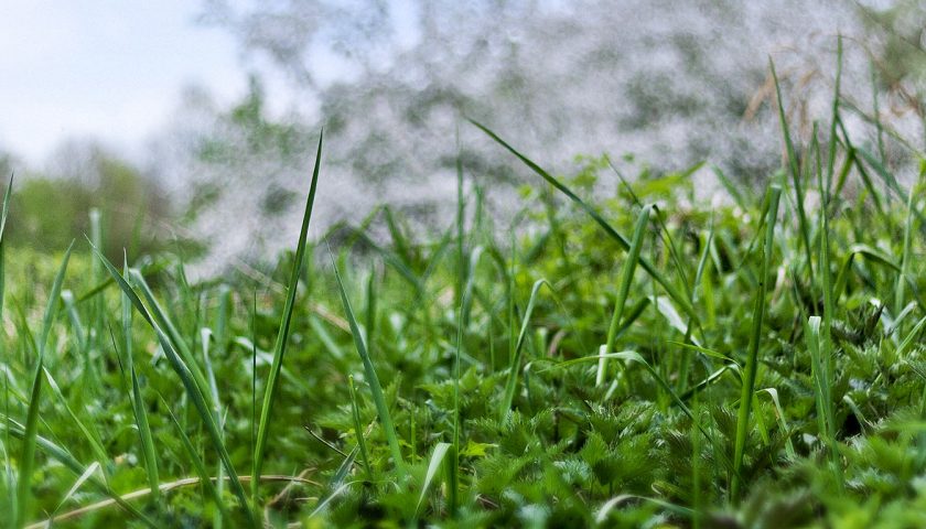 Gras am Morgen