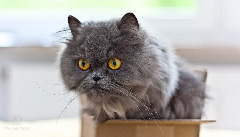 Schrödingers Katze