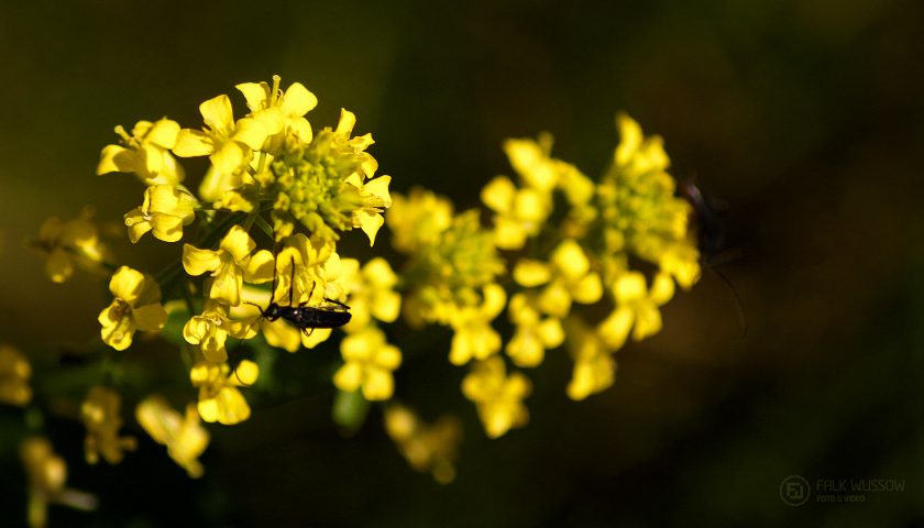 Käfer, Blüten, Sonnenschein