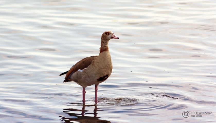 Hochwasser
