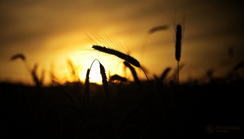 Kornuntergang