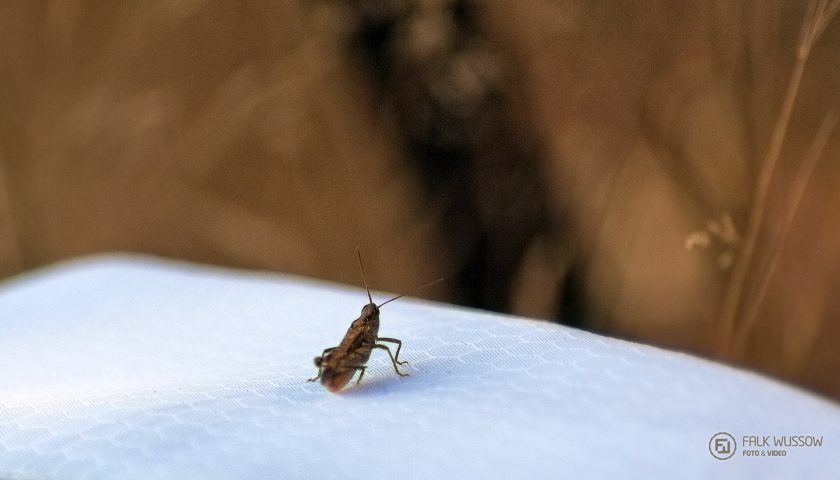 Taschendieb