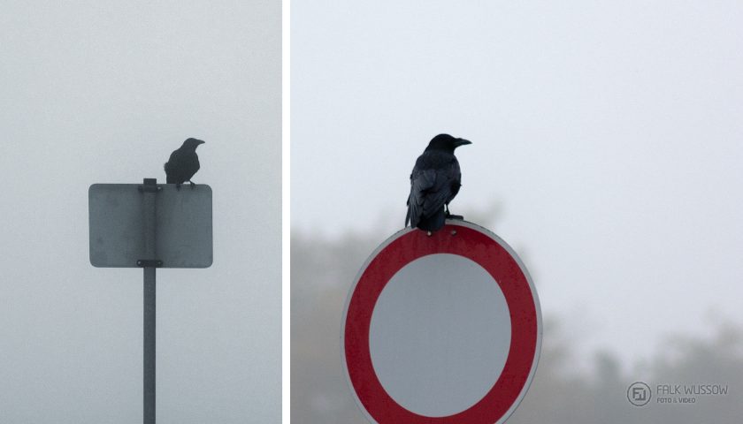Die Vögel