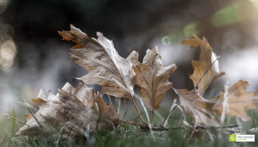 Dem Herbst entgegen