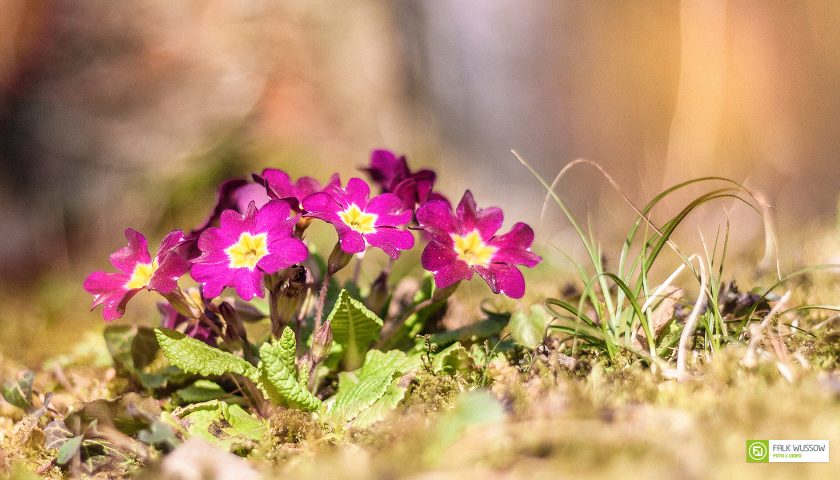 Die glorreichen Sieben