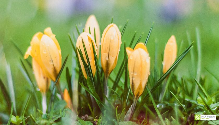 Lebenszyklus von vorn