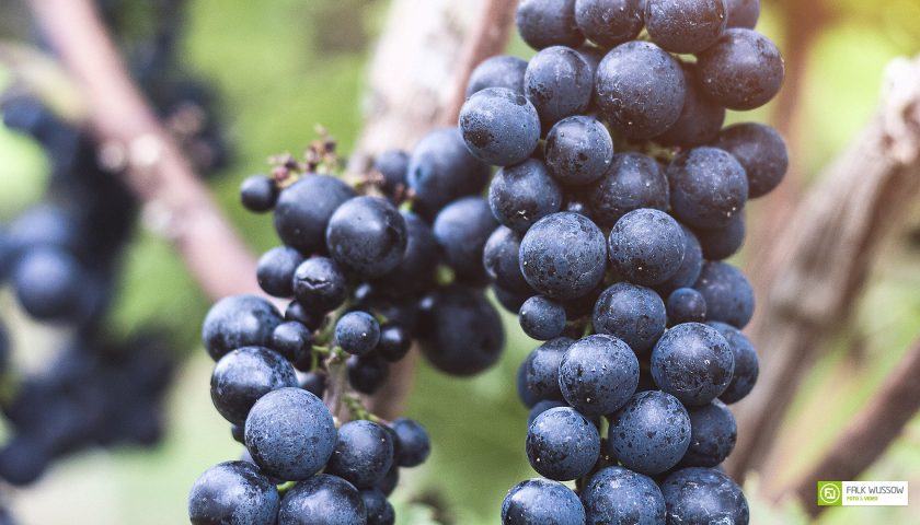 Dunkle Trauben