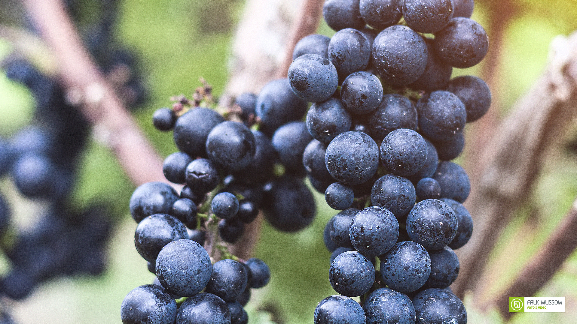 Dunkle Trauben